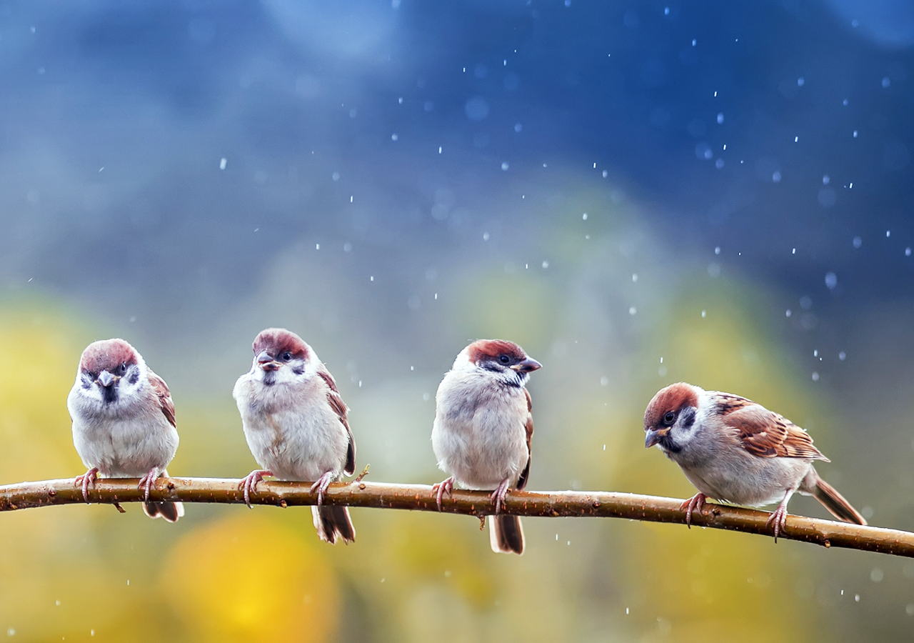 Group of birds on branch